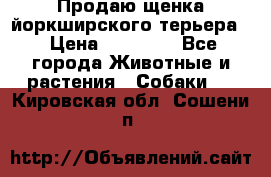 Продаю щенка йоркширского терьера  › Цена ­ 20 000 - Все города Животные и растения » Собаки   . Кировская обл.,Сошени п.